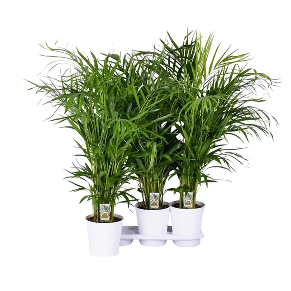 Арека D20 H115 - Dypsis Lutescens