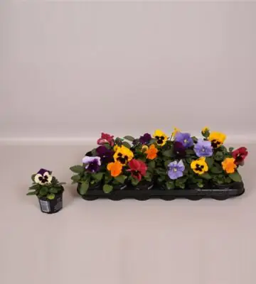 Теменуга D9 H10 - Viola F1 hybrid mix