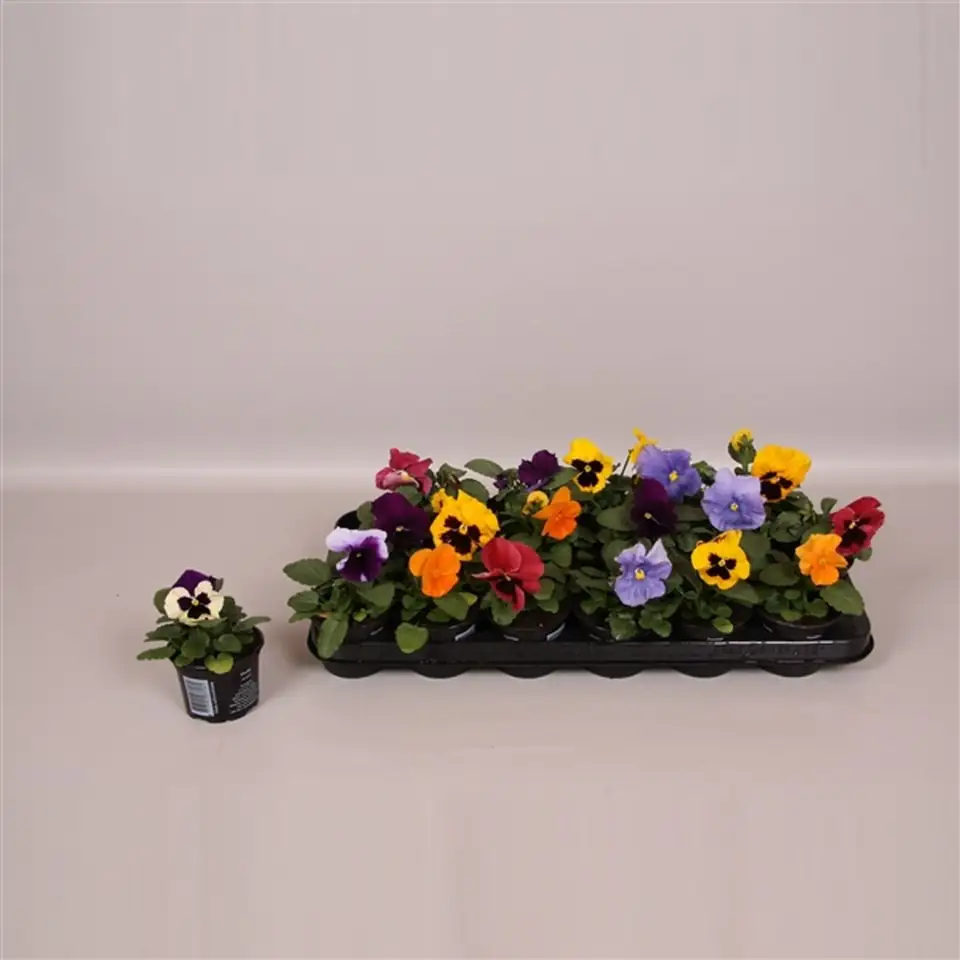 Теменуга D9 H10 - Viola F1 hybrid mix