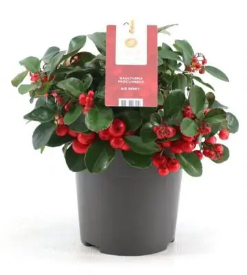 НАЧАЛО 5 Голтерия D11 H15 - Gaultheria procumbens