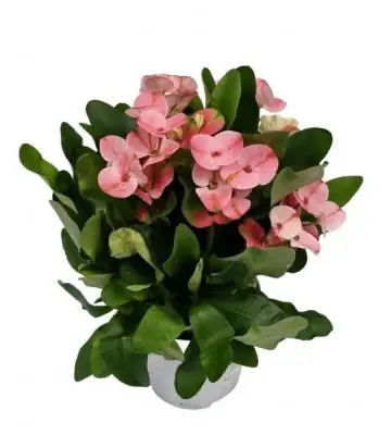 Еуфорбиа D12 H26 - Euphorbia Milli Charlotte