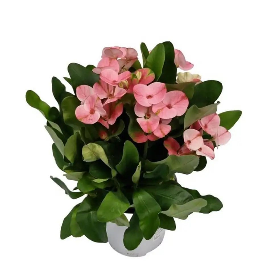 Еуфорбиа D12 H26 - Euphorbia Milli Charlotte
