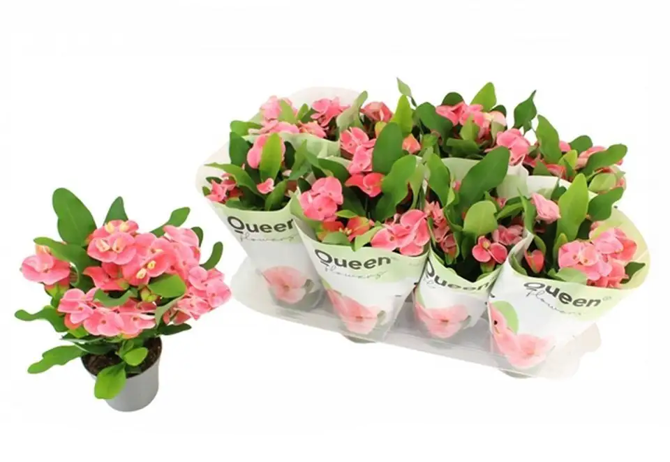 Еуфорбиа D12 H26 - Euphorbia Milli Charlotte - Image 2
