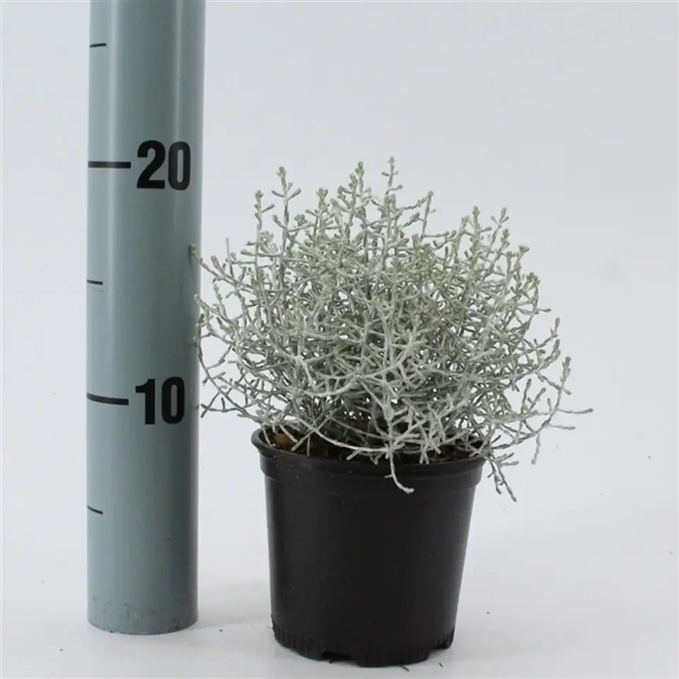 Калоцефалус D10 H20 - Calocephalus brownii - Image 2