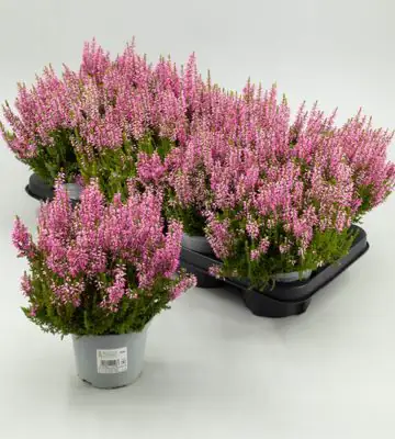 Калуна D12 H22 - Calluna vulgaris B L Michelle