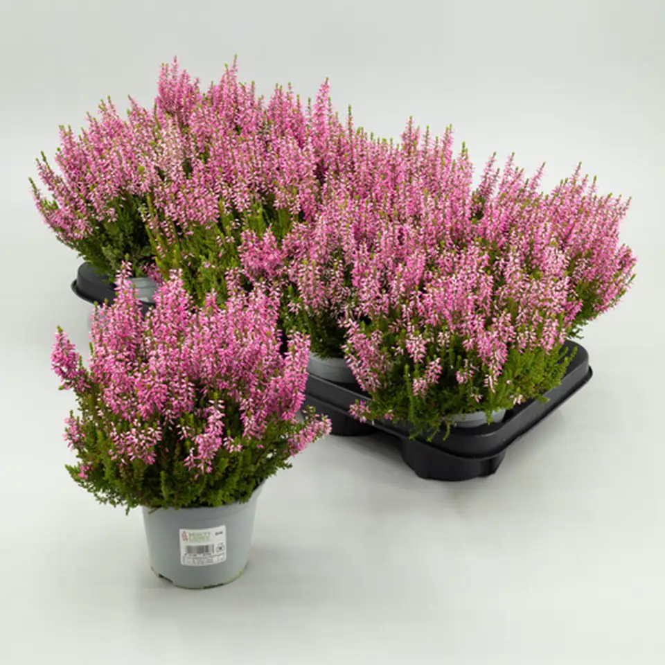 Калуна D12 H22 - Calluna vulgaris B L Michelle