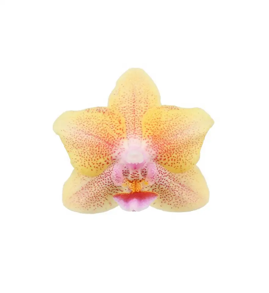 Орхидея ароматна D12 H35 - Phalaenopsis MF Aromio Spicy 2 Орхидея ароматна D12 H35 - Phalaenopsis MF Aromio Spicy - Image 2
