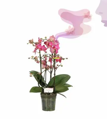 Орхидея ароматна D12 H35 - Phal MF Aromio Floral
