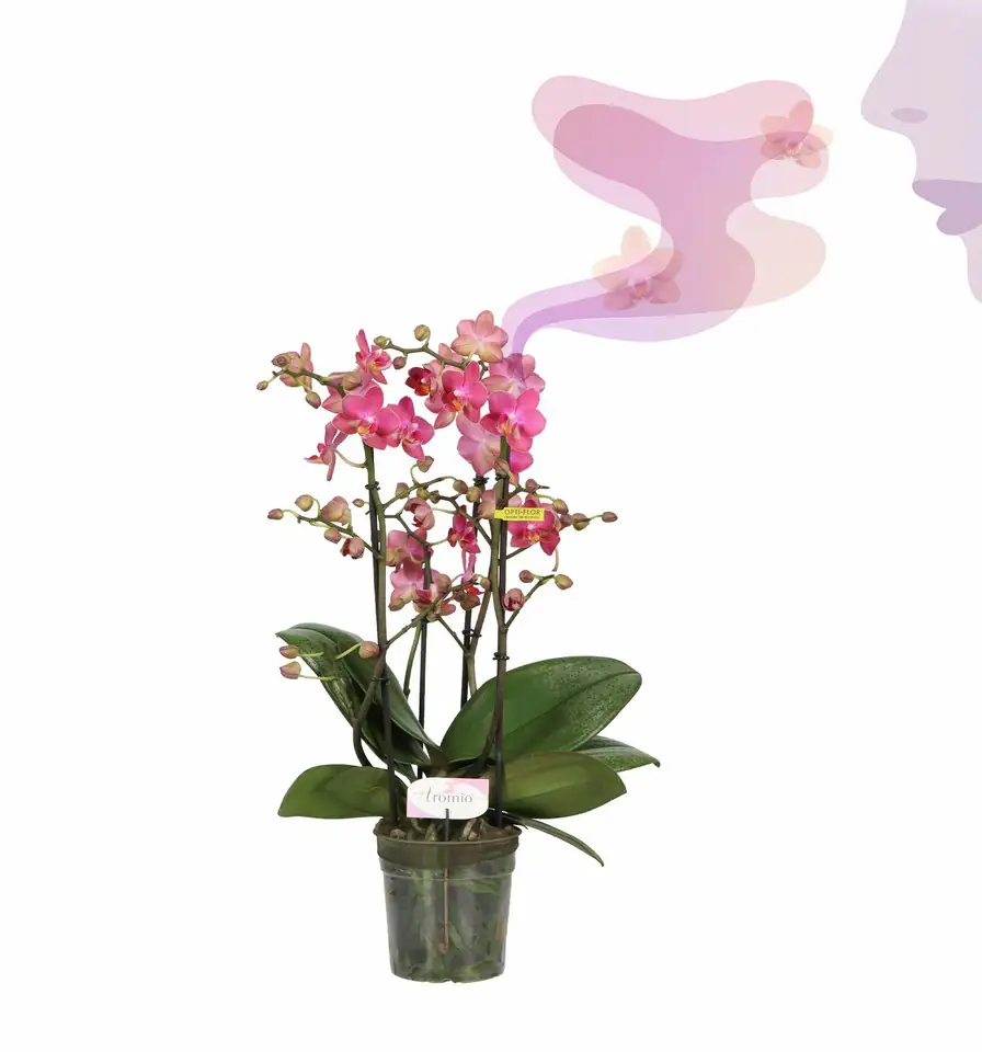 Орхидея ароматна D12 H35 - Phalaenopsis MF Aromio Floral