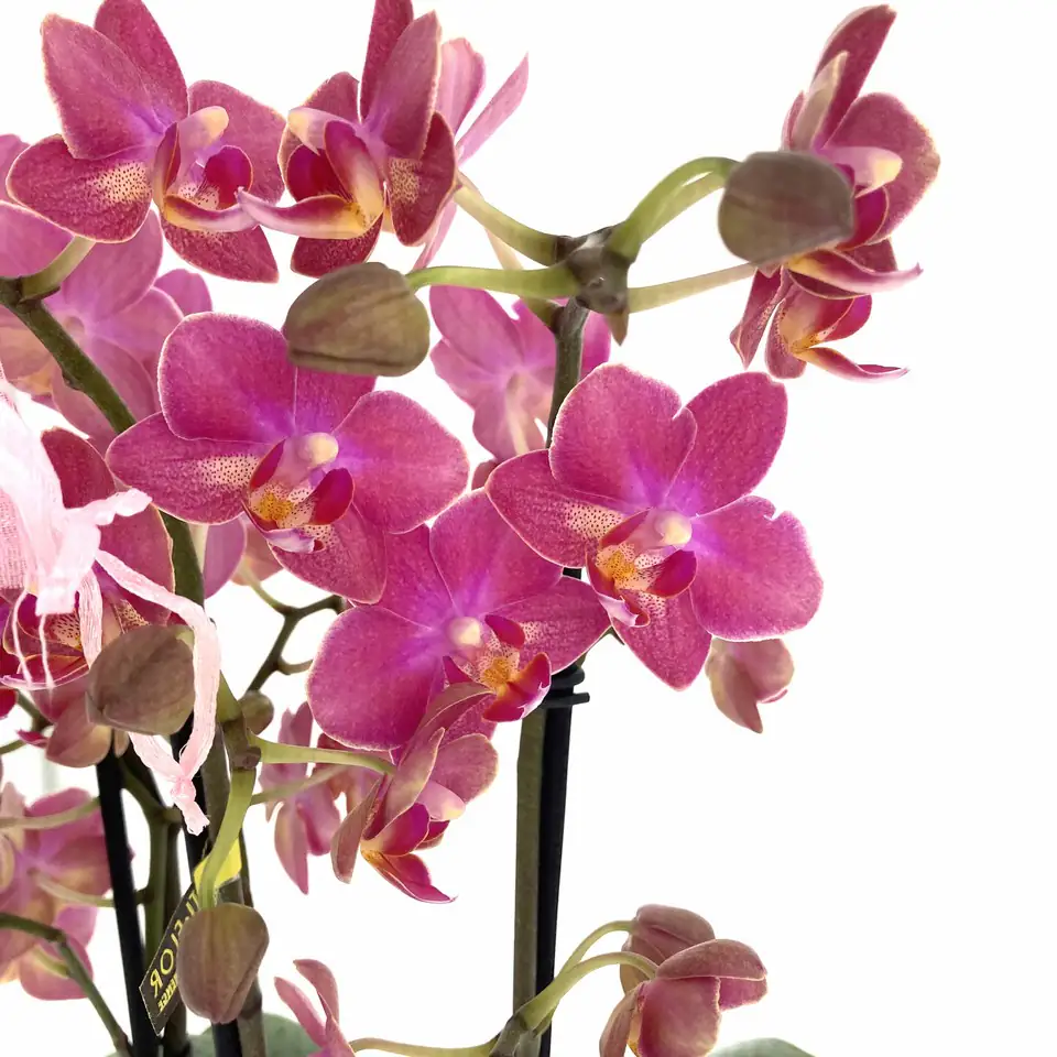 Орхидея ароматна D12 H35 - Phalaenopsis MF Aromio Floral - Image 2