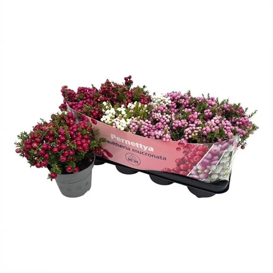 Пернетия D14 H25 - Pernettya XXL mix - Image 2
