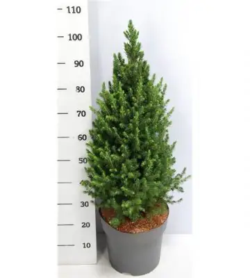 Пицеа D24 H100 - Picea glauca Conica