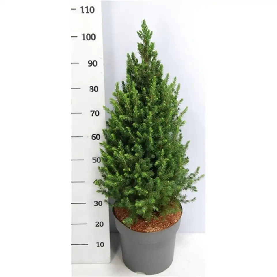 Пицеа D24 H100 - Picea glauca Conica