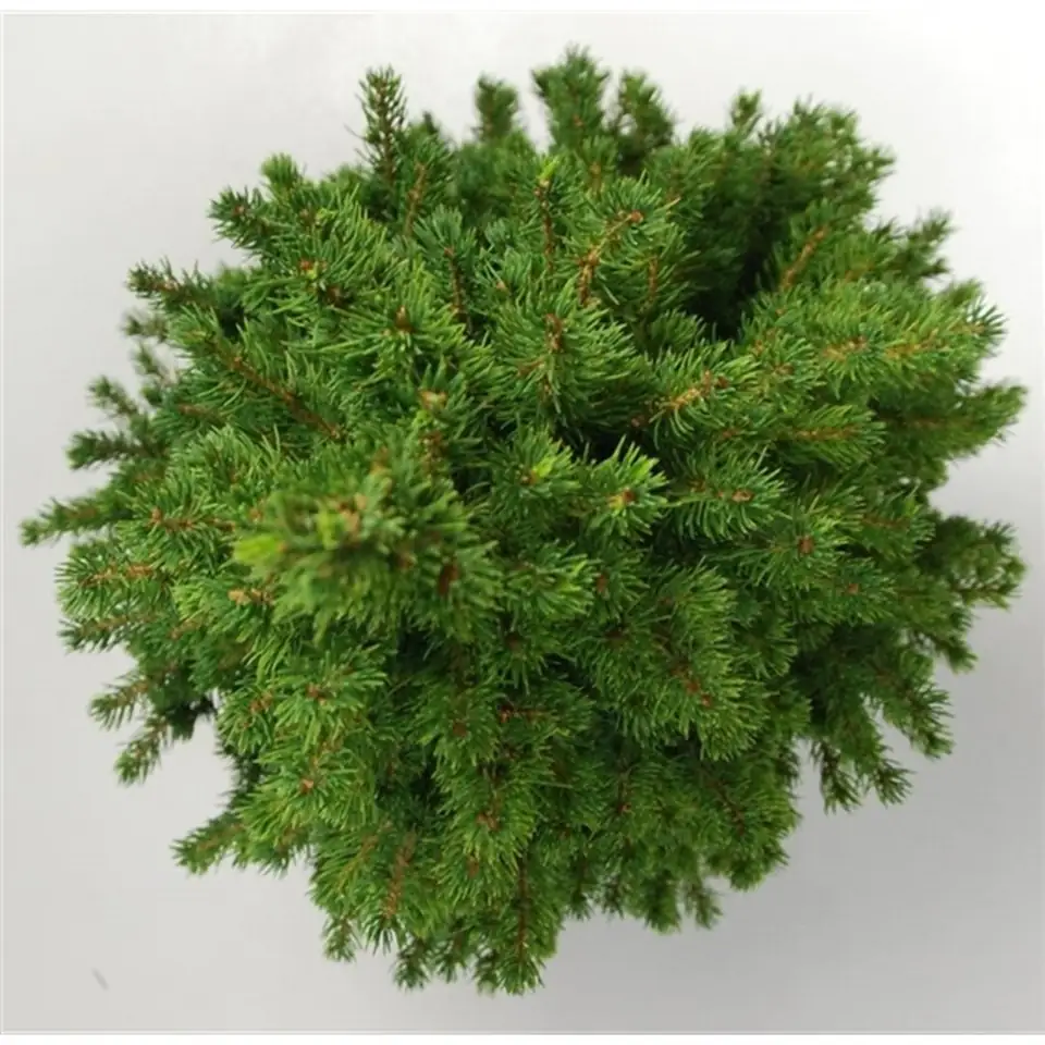 Пицеа D24 H100 - Picea glauca Conica - Image 2