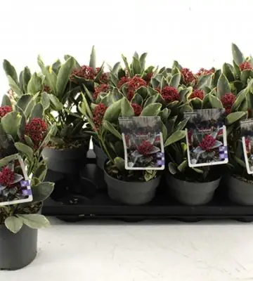 Скимиа D13 H25 - Skimmia japonica Perosa