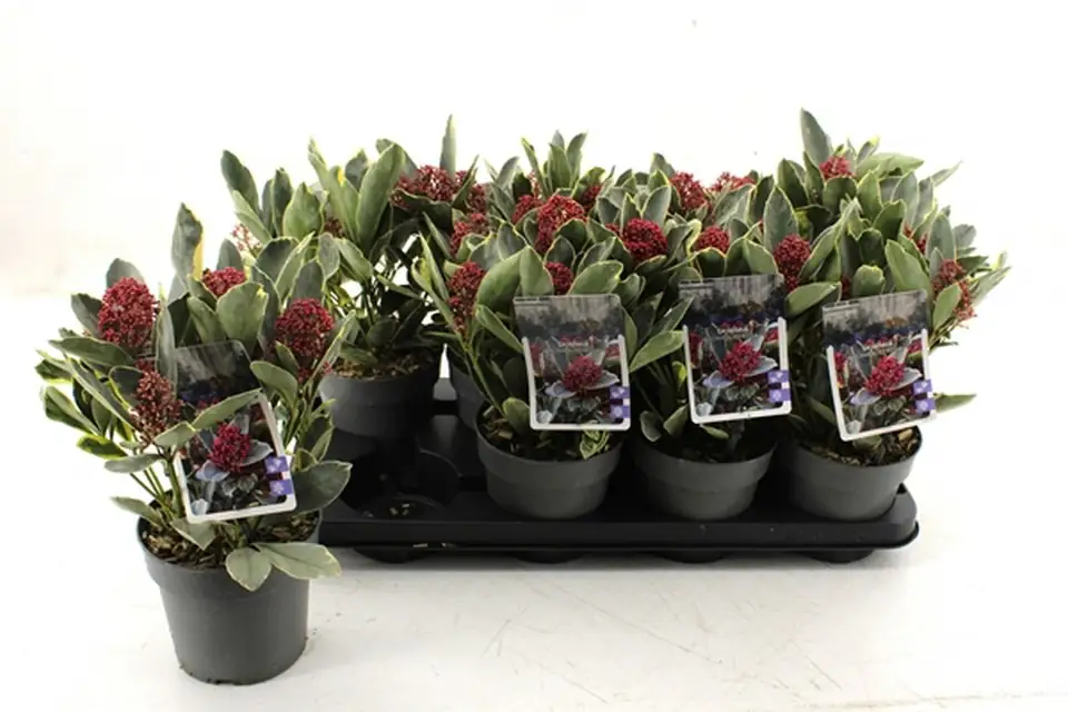 Скимиа D13 H25 - Skimmia japonica Perosa