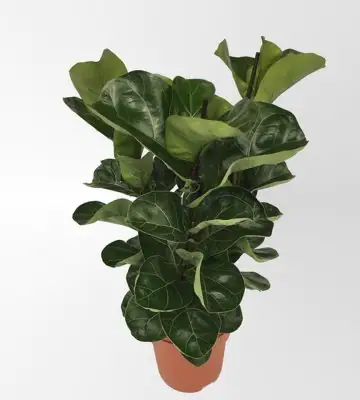 Фикус D21 H65 - Ficus Lyrata Bambino