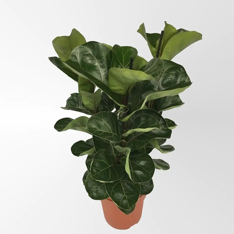 Фикус D21 H65 - Ficus Lyrata Bambino 1 Фикус D21 H65 - Ficus Lyrata Bambino