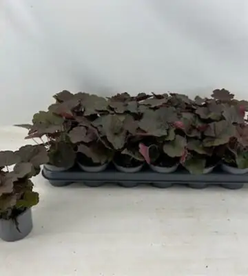 Хойхера D9 H15 - Heuchera Palace Purple