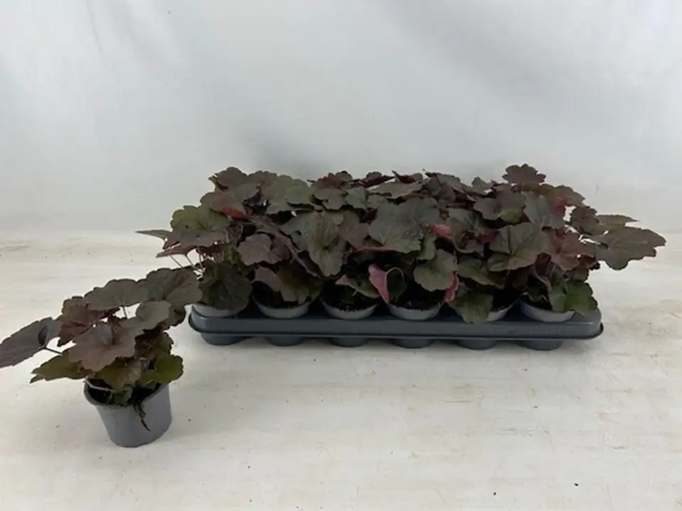Хойхера D9 H15 - Heuchera Palace Purple