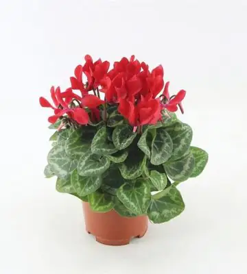 Циклама D10 H25 - Cyclamen persicum patio mixed
