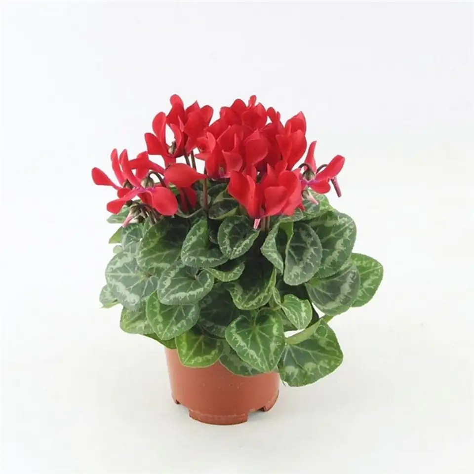 Циклама D10 H25 - Cyclamen persicum patio mixed