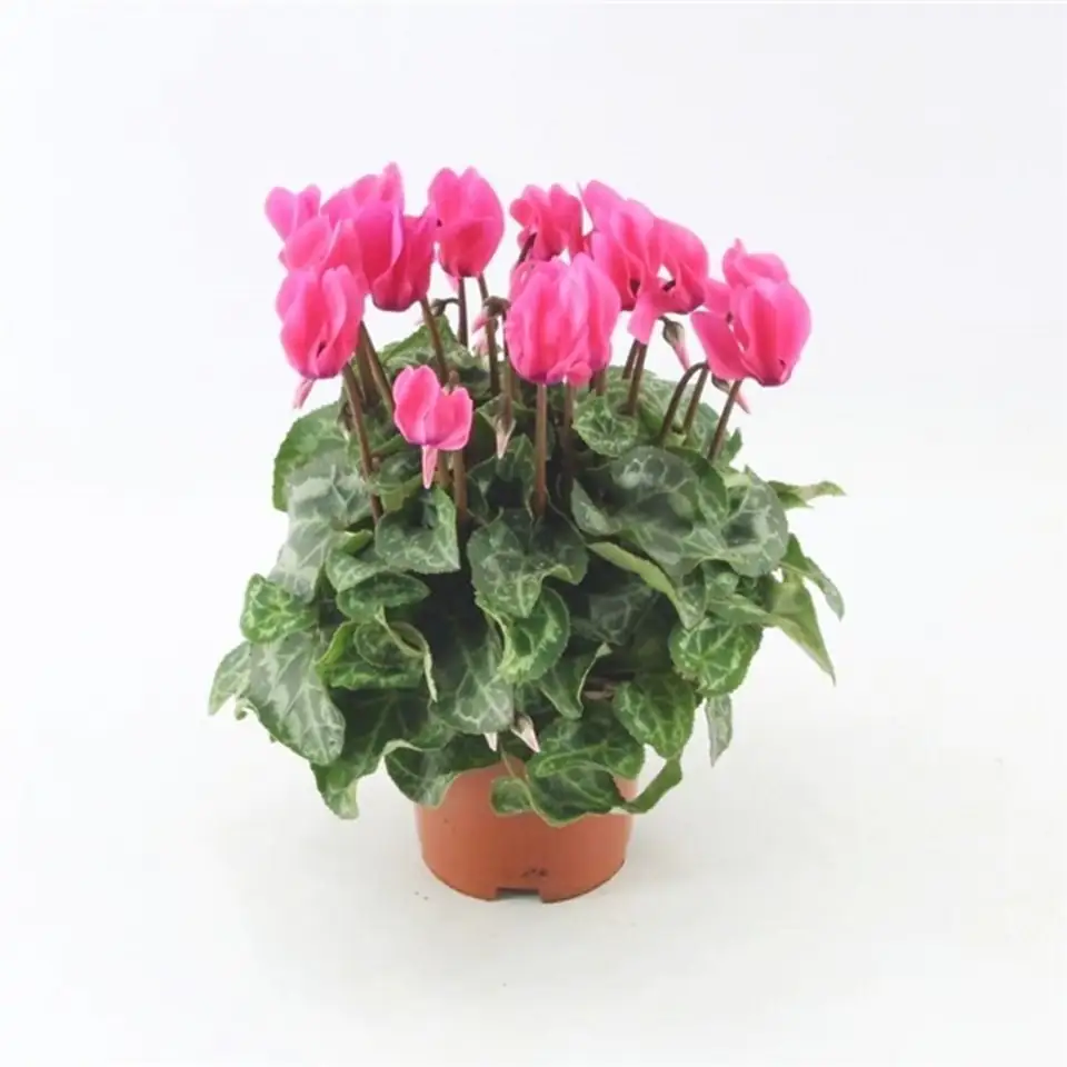 Циклама D10 H25 - Cyclamen persicum patio mixed - Image 2
