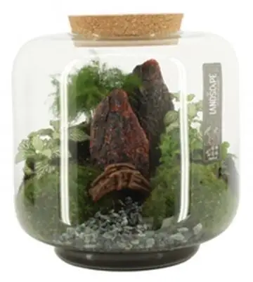 Растения в стъклен съд D24 H24 екосистема - Terrarium