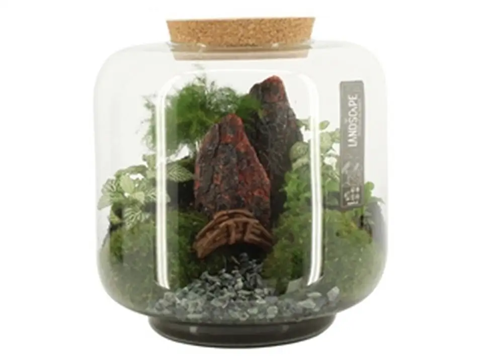 Растения в стъклен съд D24 H24 екосистема - Terrarium