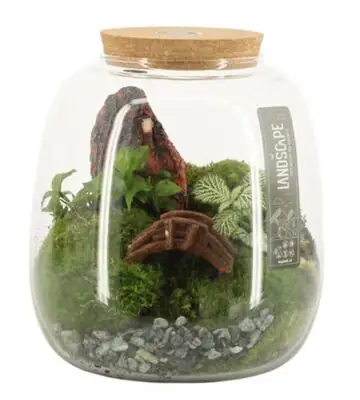 Растения в стъклен съд D19 H20 екосистема - Terrarium