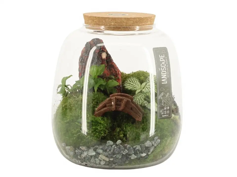 Растения в стъклен съд D19 H20 екосистема - Terrarium
