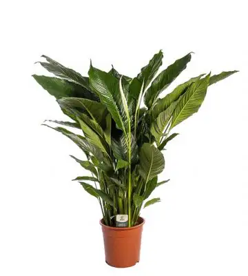 Спатифилум D24 H130 - Spathiphyllum Sebastiano