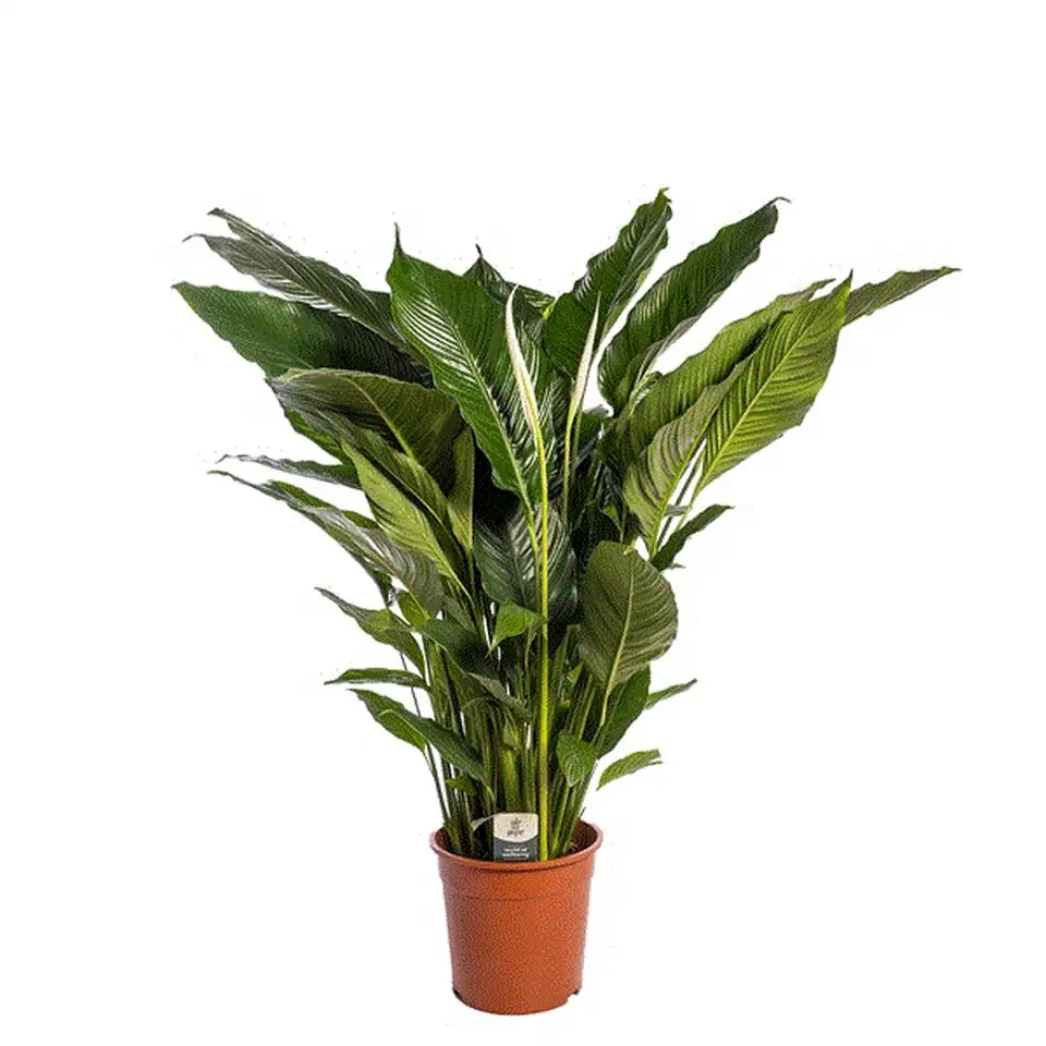 Спатифилум D24 H130 - Spathiphyllum Sebastiano