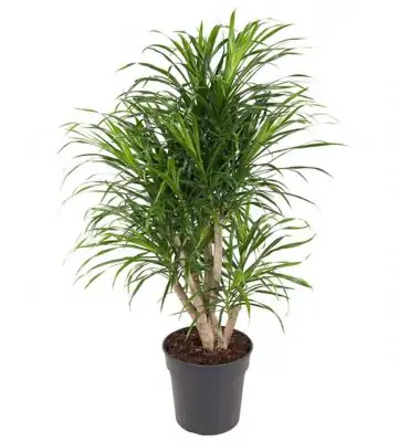 Драцена D24 H100 - Dracaena Anita branched