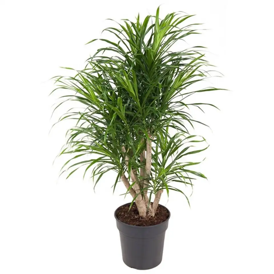 Драцена D24 H100 - Dracaena Anita branched