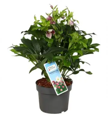 Хелеборус D19 H35 - Helleborus
