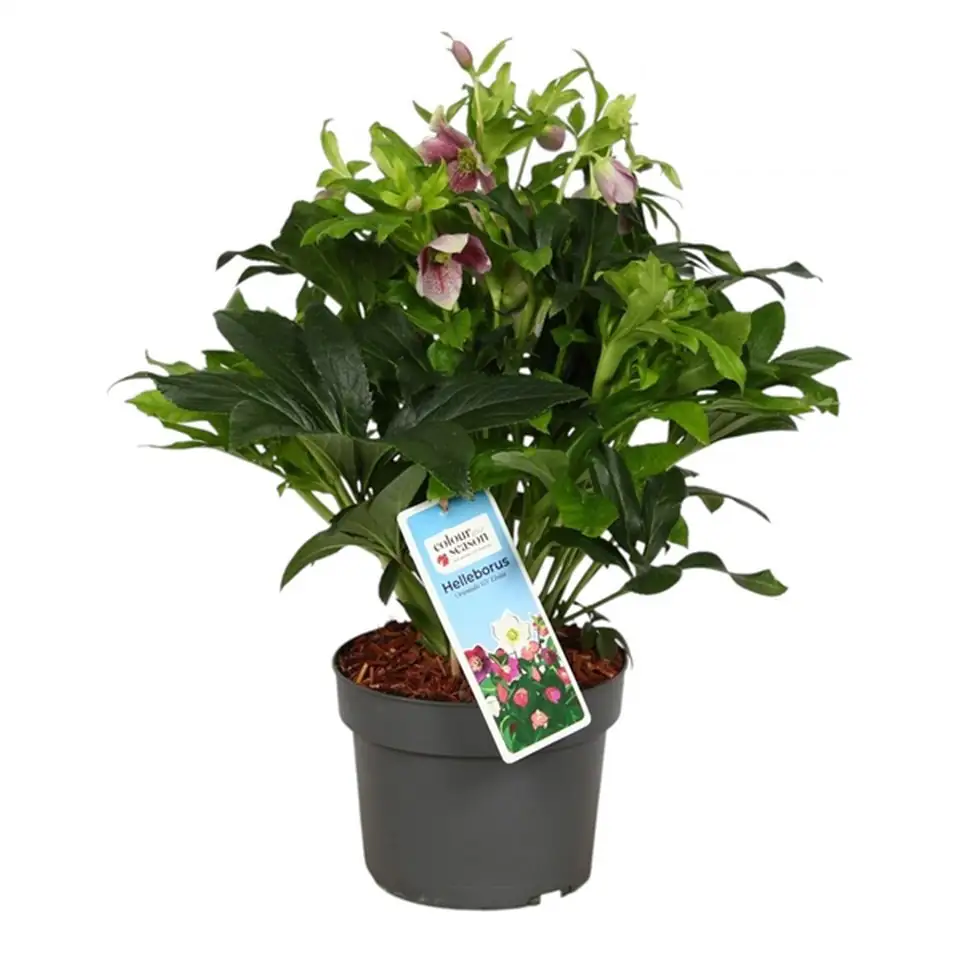 Хелеборус D19 H35 - Helleborus