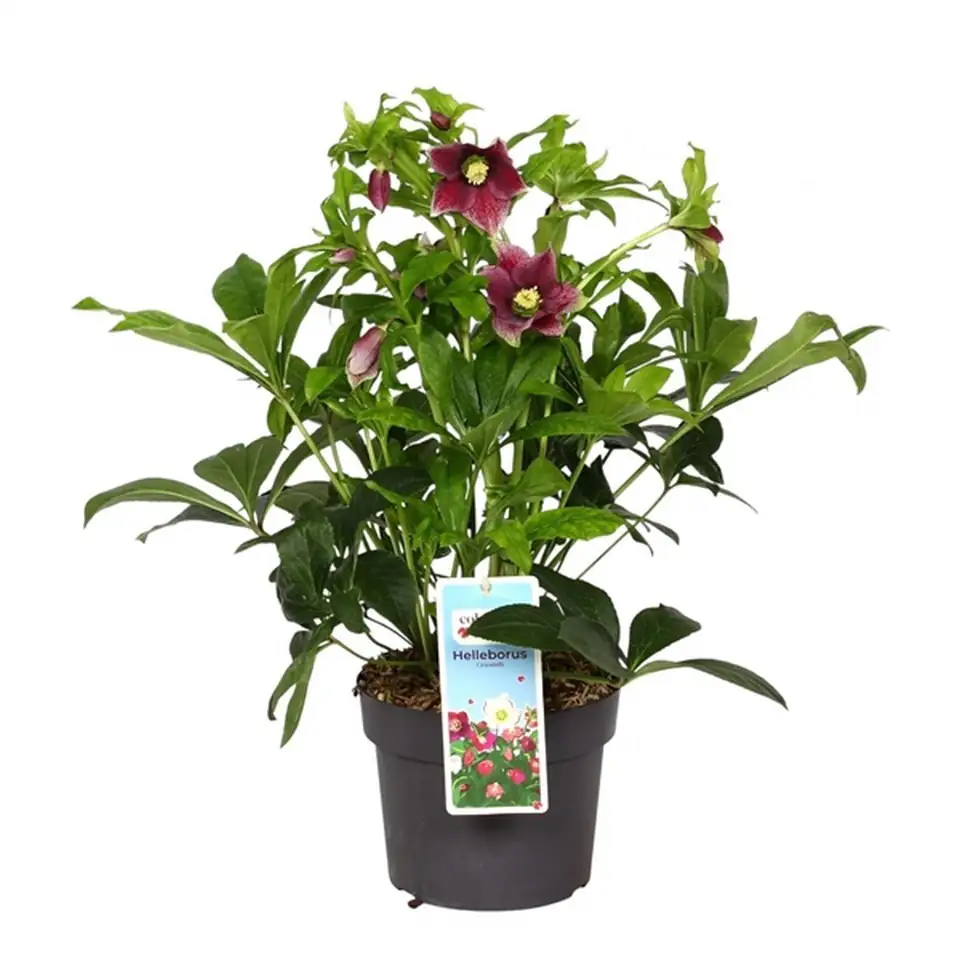 Хелеборус D19 H35 - Helleborus - Image 2