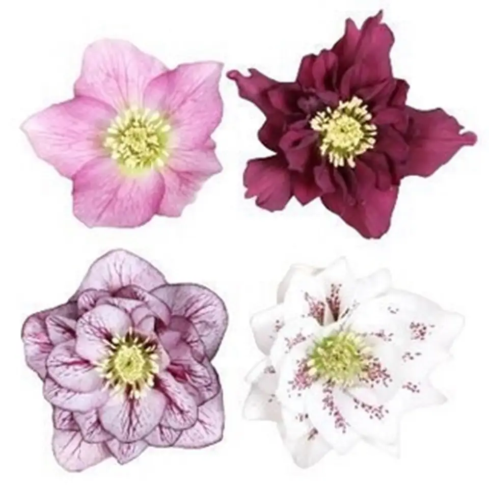 Хелеборус D19 H35 - Helleborus - Image 3