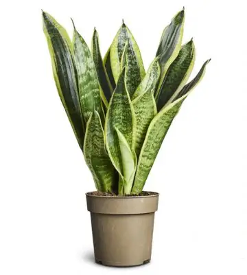 Сансевиера D11 H30 - Sansevieria trifasciata