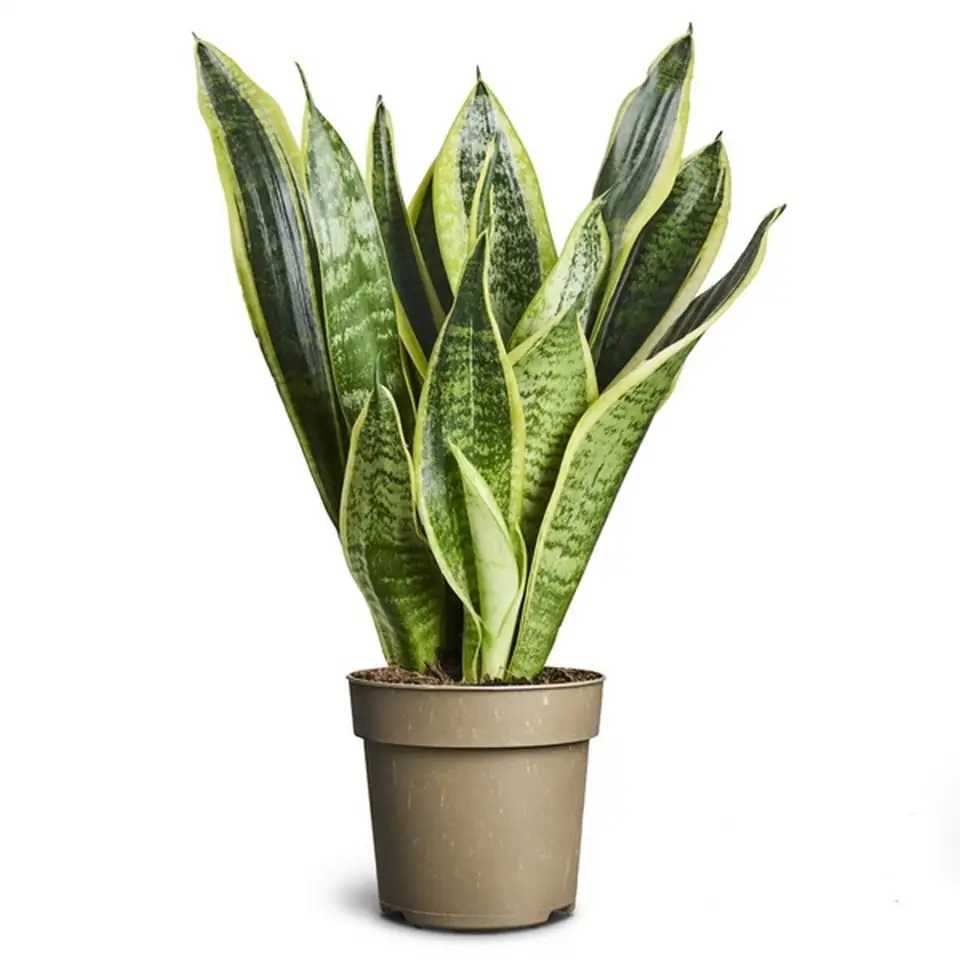 Сансевиера D11 H30 - Sansevieria trifasciata