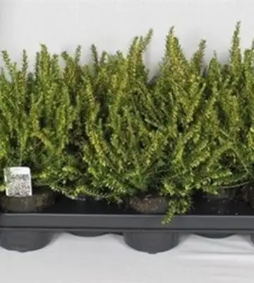 Ерика D9 H15 - Erica darleyensis White Perfect