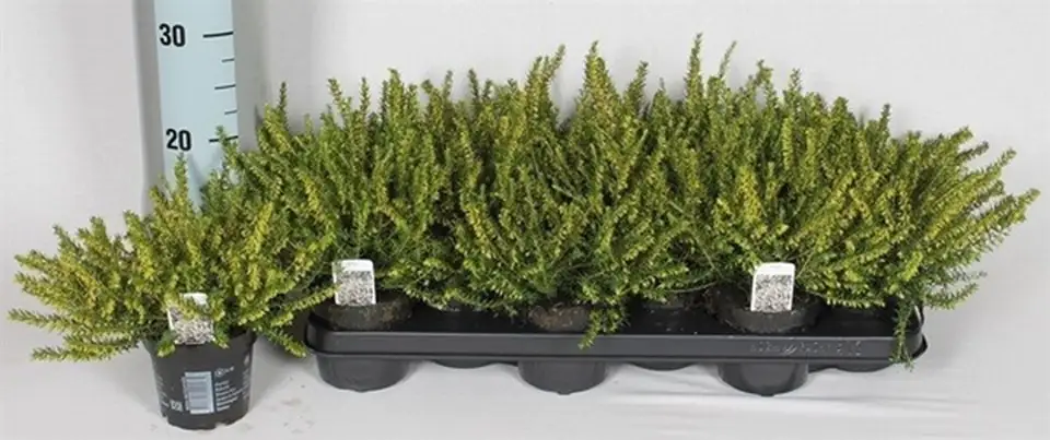 Ерика D9 H15 - Erica darleyensis White Perfect