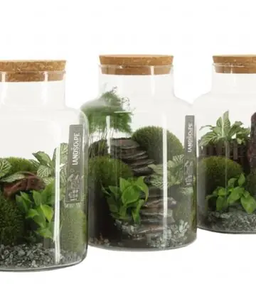 Растения в стъклен съд D17 H25 екосистема - Terrarium