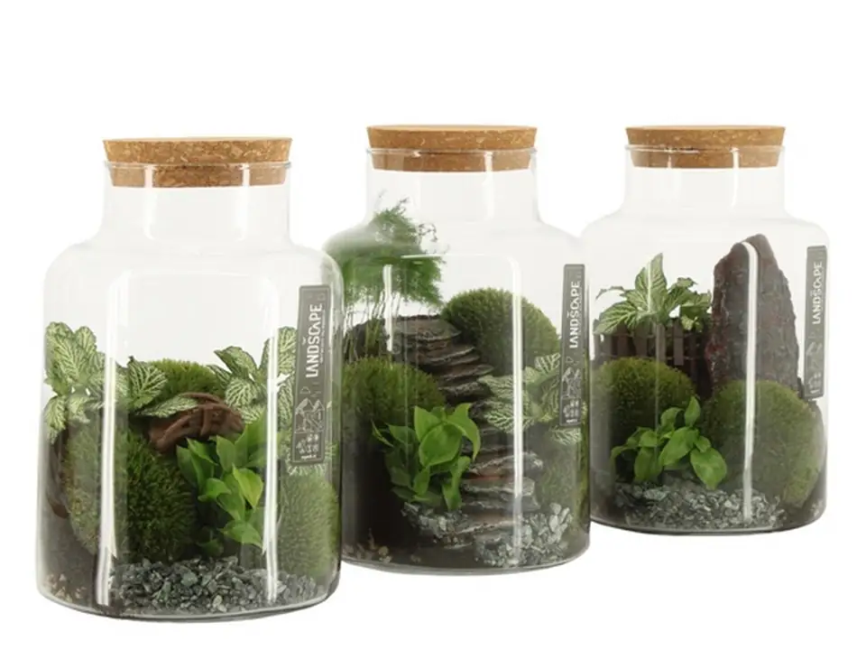 Растения в стъклен съд D17 H25 екосистема - Terrarium