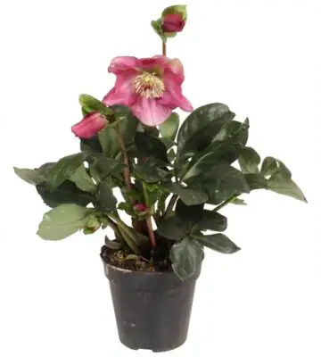 НАЧАЛО 5 Хелеборус D13 H35 - Helleborus Winter Ballet Karli