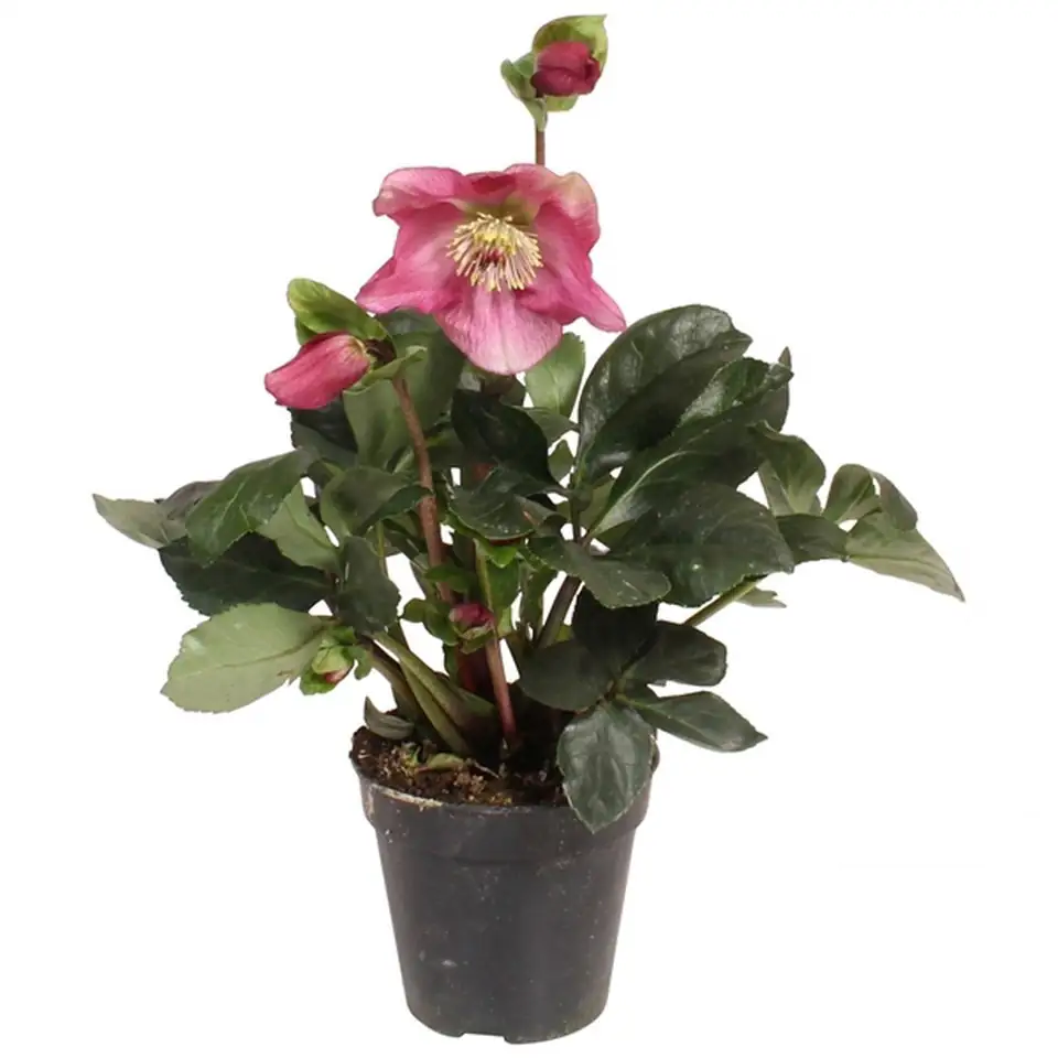 Хелеборус D13 H35 - Helleborus Winter Ballet Karli
