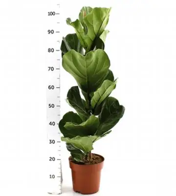 Фикус D21 H105 - Ficus Lyrata
