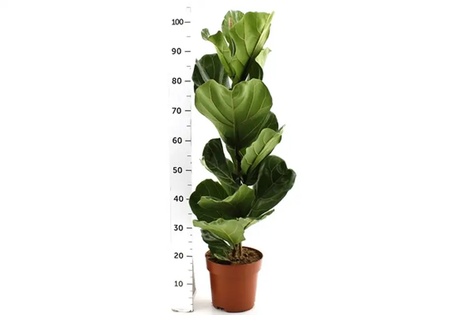Фикус D21 H105 - Ficus Lyrata