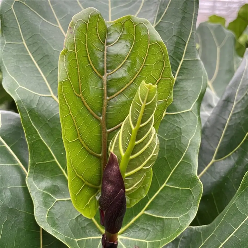 Фикус D21 H105 - Ficus Lyrata - Image 2